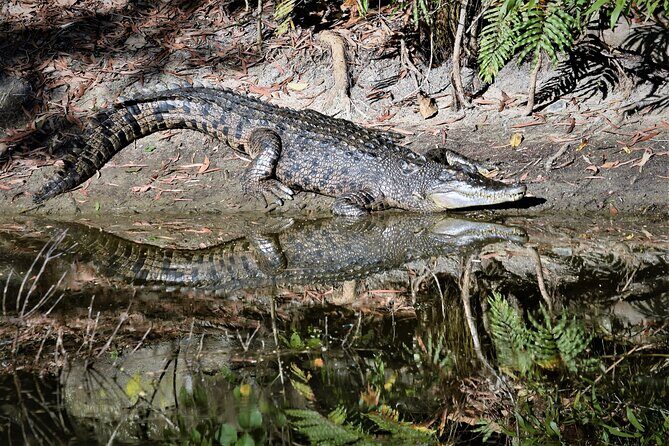 Cairns Cruise Ship Shore Excursion Crocodile and Wildlife Park - Final Thoughts