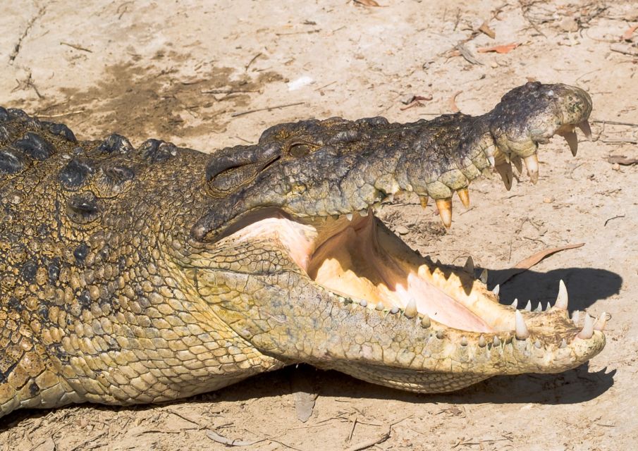 Cairns: Daintree, Mossman Gorge & Cape Tribulation Day Trip - Key Points