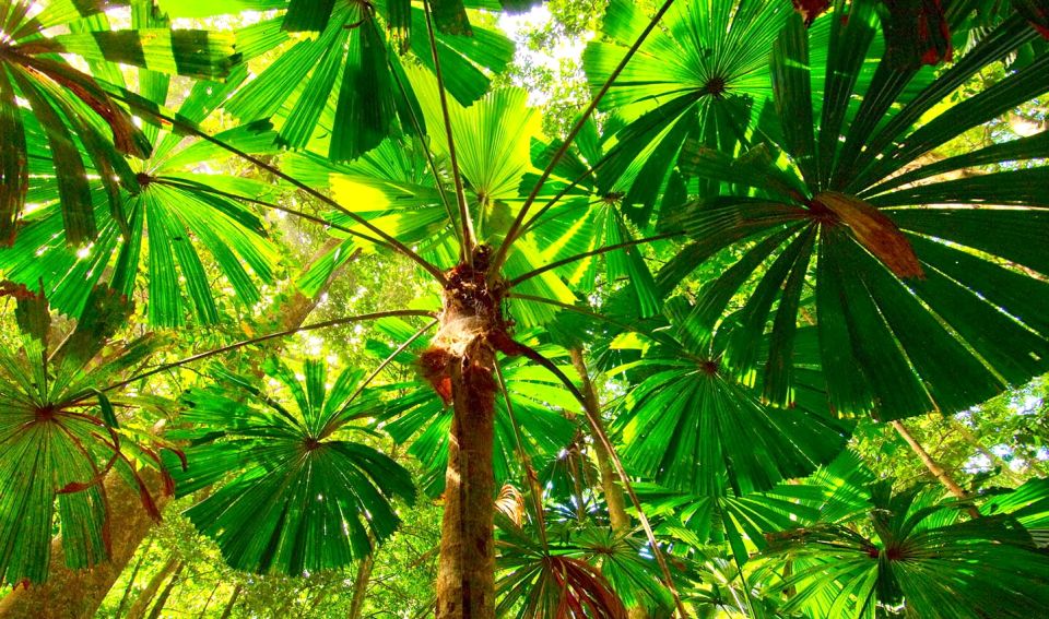 Cairns: Daintree, Mossman Gorge & Cape Tribulation Day Trip - Guided Activities