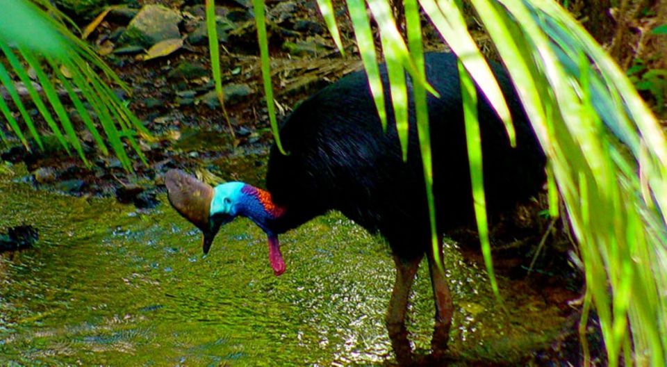 Cairns: Daintree, Mossman Gorge & Cape Tribulation Day Trip - Directions