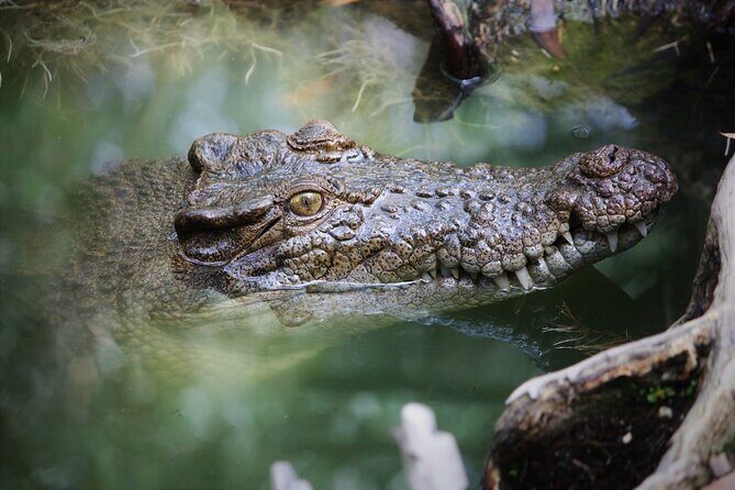 Cairns Daintree Rainforest and Cape Tribulation 2-Day Tour - Final Thoughts