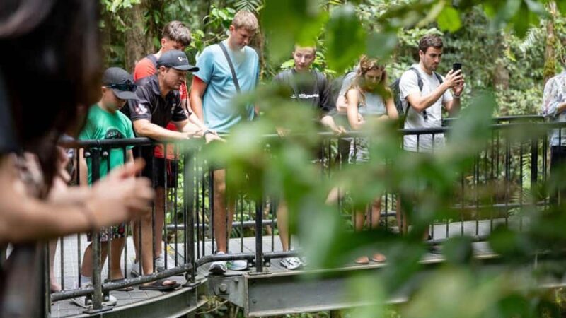 Cairns: Daintree Rainforest and Mossman Gorge Tour - Frequently Asked Questions