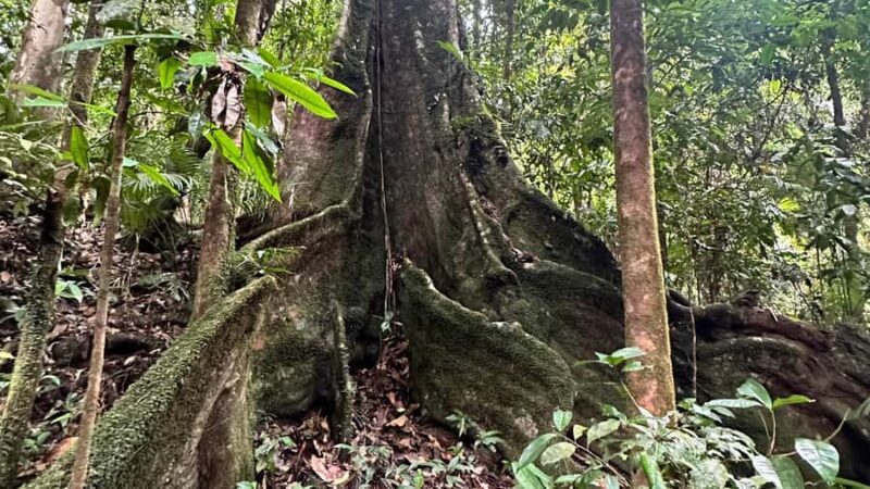 Cairns: Daintree River Cruise and Mossman Gorge - Exploring the Full-Day Experience in Queensland