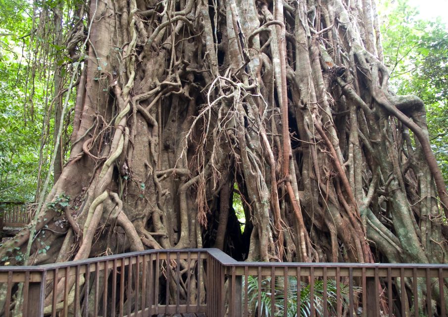 Cairns: Forest and Waterfalls Half-Day 4WD Guided Adventure - Tour Details