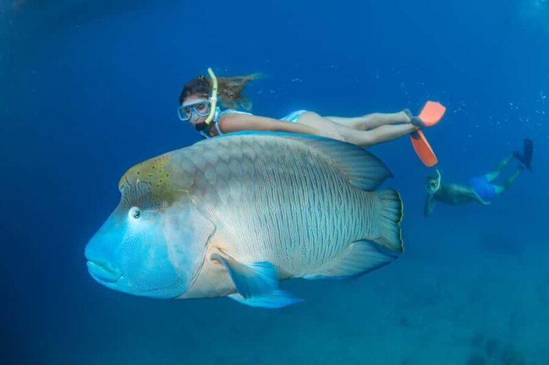 Cairns: Great Barrier Reef Cruise & 10 Minute Helicopter - Key Points