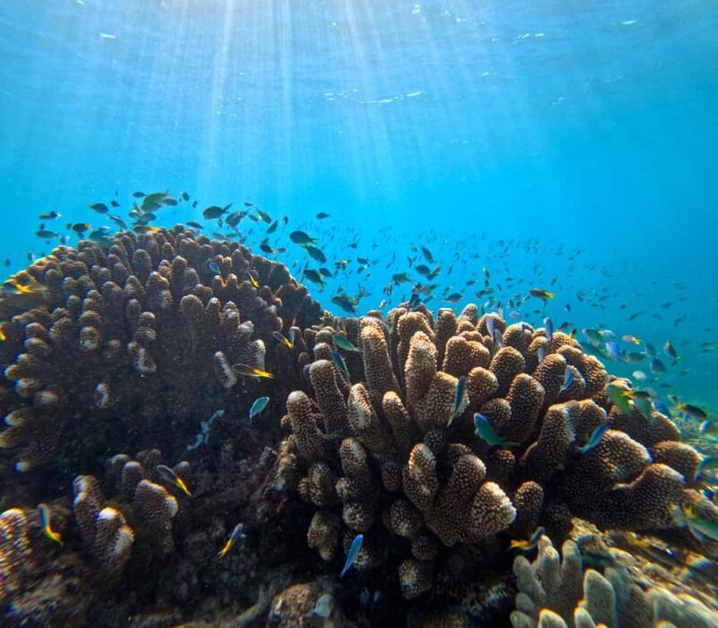 Cairns: Great Barrier Reef Half-Day Snorkelling Tour - Who Will Love This Tour?