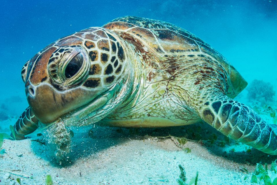 Cairns: Great Barrier Reef Snorkeling or Dive Tour and Lunch - Meeting Point