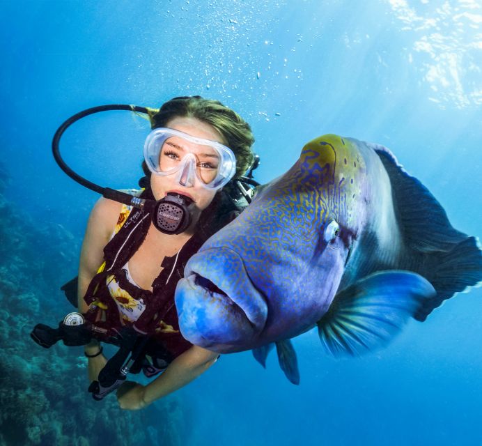 Cairns: Great Barrier Reef Snorkeling or Dive Tour and Lunch - Important Information