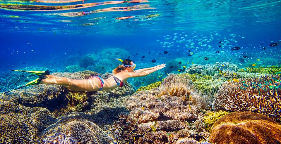 Cairns: Great Barrier Reef Snorkeling or Dive Tour and Lunch - Book Your Cairns Adventure