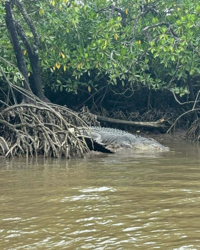 Cairns: Guided Jetski Tour 30 or 60 min - An Exciting Way to See Cairns from the Water