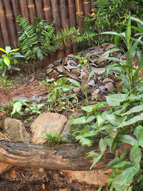 Cairns: Hartleys Crocodile Adventures Transfers and Return - Itinerary