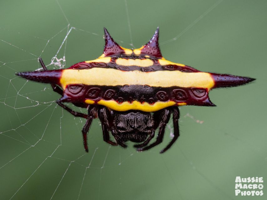Cairns: Insect Photography Tour of Cairns Botanic Gardens - Photography Options