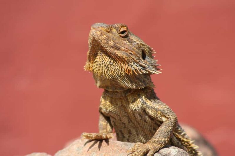 Cairns: Koalas and Creatures Entry Ticket - Key Points