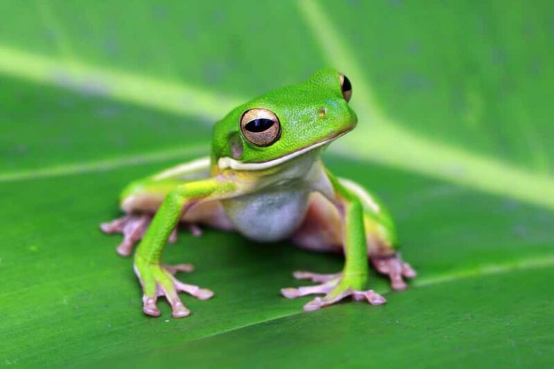 Cairns: Koalas and Creatures Entry Ticket - What to Expect from Cairns Koalas and Creatures