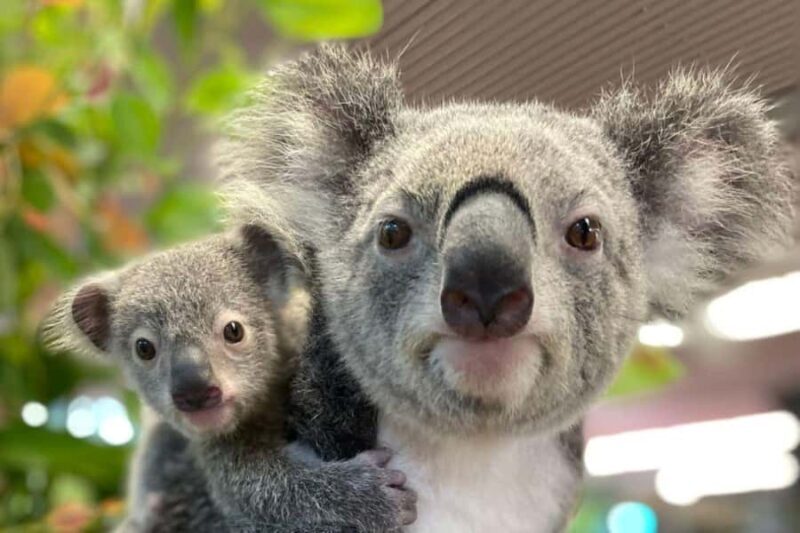 Cairns: Koalas and Creatures Entry Ticket - Who Should Consider This Experience?  