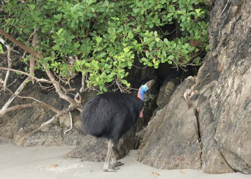 Cairns: Kuranda Scenic Railway & Skyrail Small Group Tour - Frequently Asked Questions