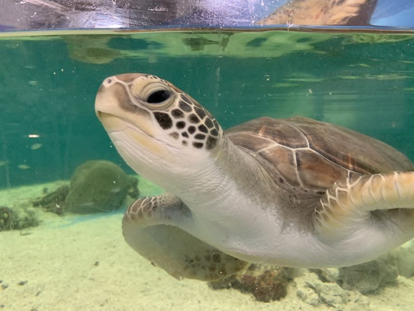 Cairns: Marine Life Encounter - Experience Highlights