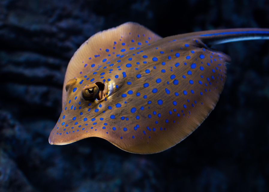 Cairns: Night at the Aquarium Guided Tour - Inclusions