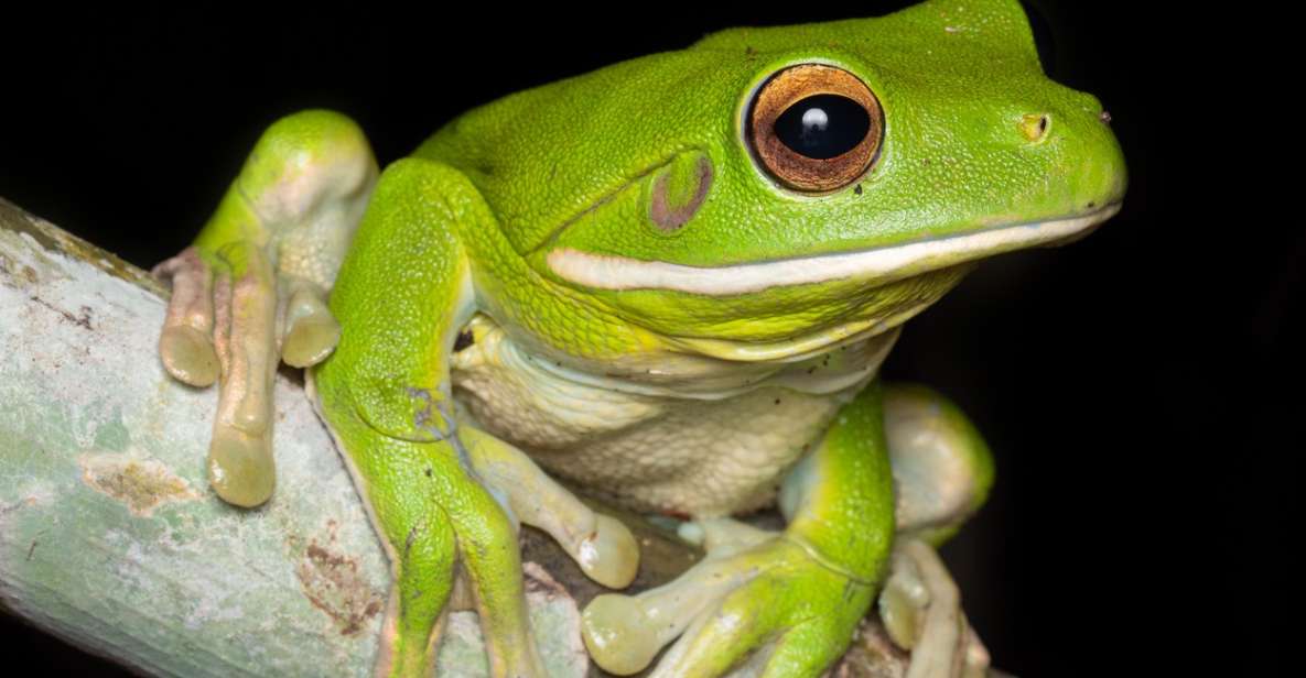 Cairns: Night Walk in Cairns Botanic Gardens - Experience Highlights