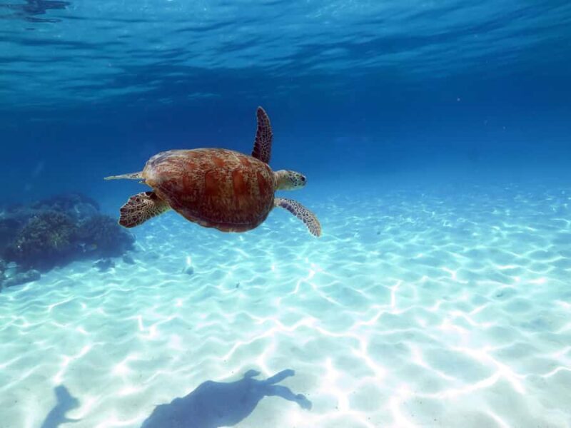 Cairns: Ocean Spirit Great Barrier Reef Full Day Tour - Why This Tour Stands Out