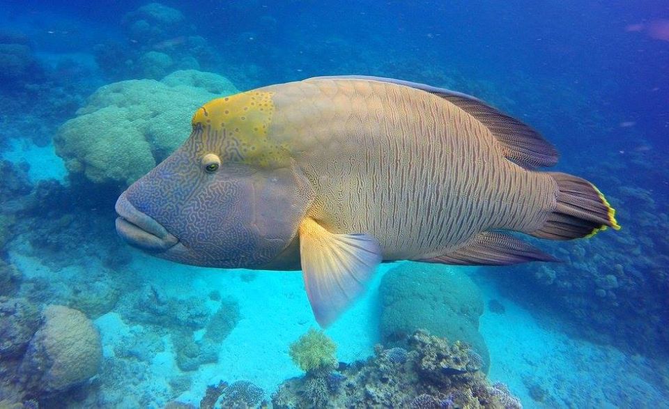 Cairns: Outer Great Barrier Reef Full-Day Tour With Lunch - Itinerary