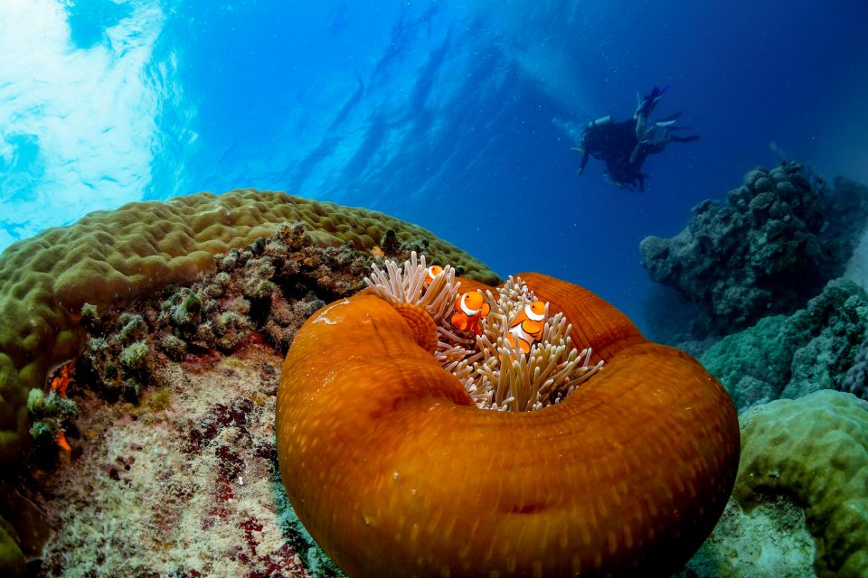 Cairns: Outer Great Barrier Reef Full-Day Tour With Lunch - Frequently Asked Questions