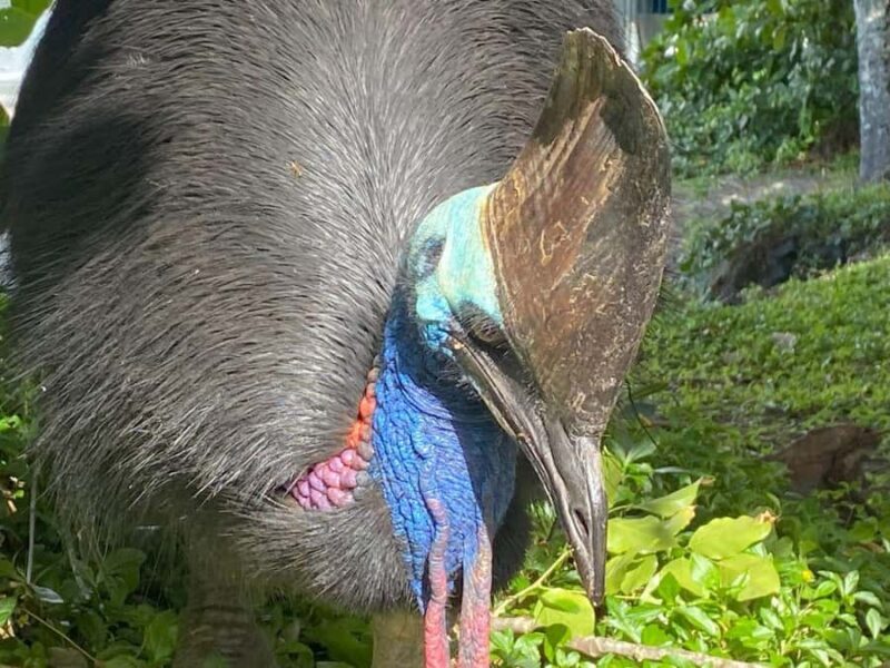 Cairns: Paronella Park Rainforest Full-Day Tour with Dinner - Dinner at the Mena Creek Hotel