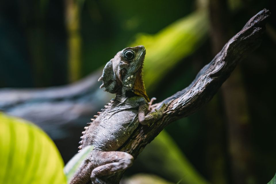 Cairns: Pre-Opening Guided Tour of the Cairns Aquarium - Key Points