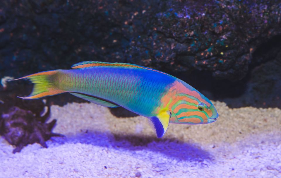Cairns: Pre-Opening Guided Tour of the Cairns Aquarium - Inclusions