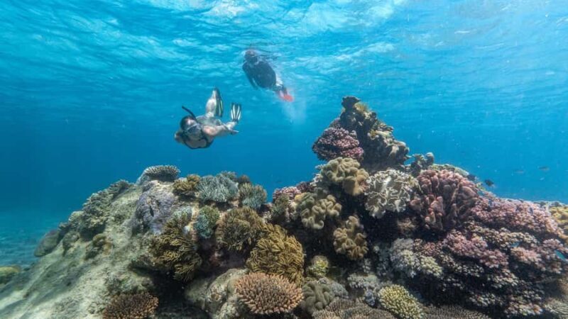 Cairns: Premium Snorkelling and Diving Reef Day Trip - The Day’s Itinerary: Breaking It Down