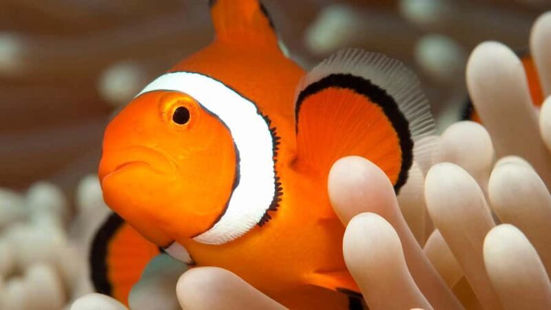 Cairns: Premium Snorkelling and Diving Reef Day Trip - What Can Travelers Expect in the Water?