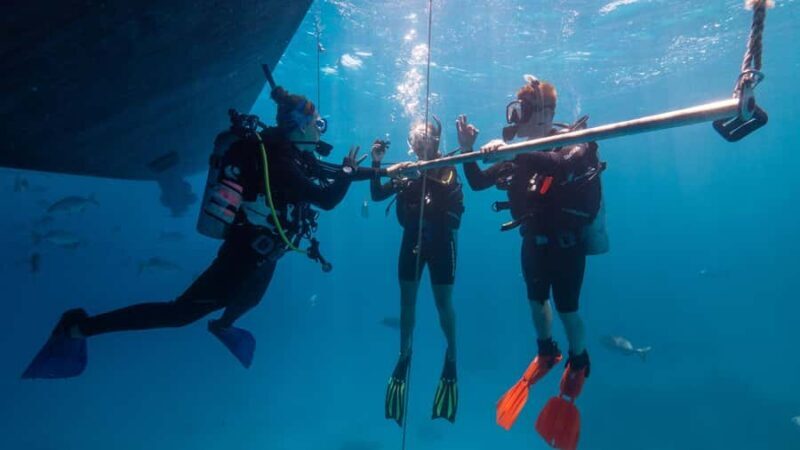 Cairns: Premium Snorkelling and Diving Reef Day Trip - Who Should Book This Tour?