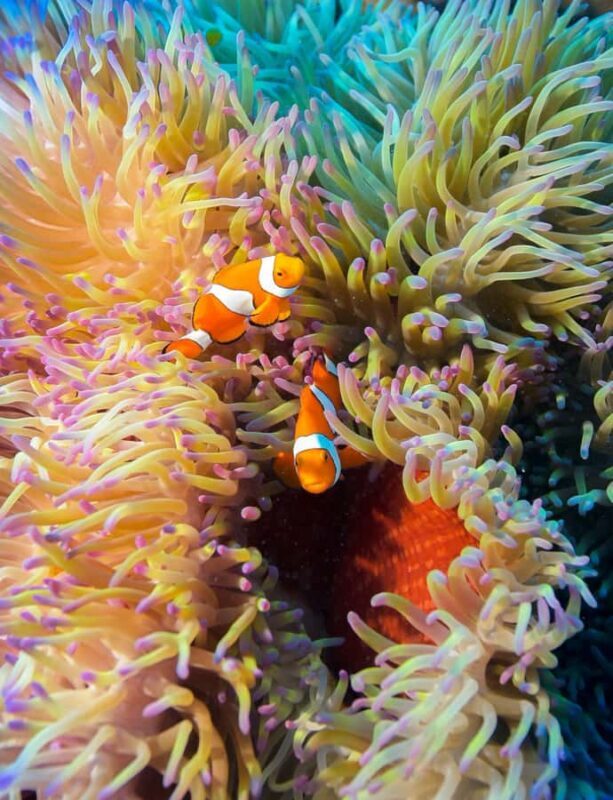 Cairns: Pro Dive 5 Day Learn to Dive Great Barrier Reef - Who Should Consider This Experience