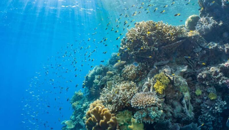 Cairns: Reef Zoom Half Day Helicopter & Snorkeling Tour - The Value Proposition: Is It Worth It?