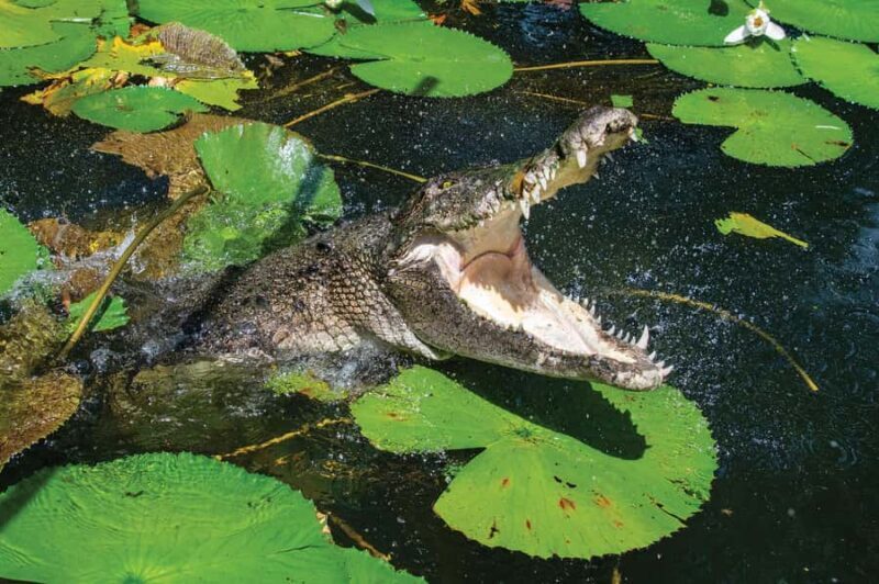 Cairns Shore Excursion: Crocodile & Wildlife Park Tour - Key Points