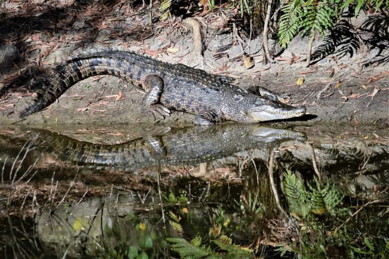 Cairns Shore Excursion: Crocodile & Wildlife Park Tour - An In-Depth Look at the Crocodile & Wildlife Park Tour