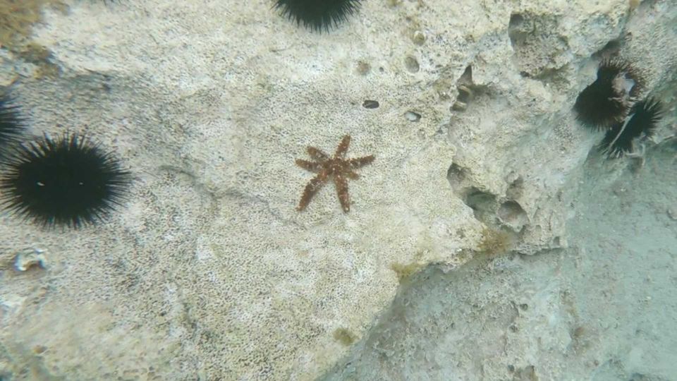 Cala Gonone: Snorkeling in the Orosei Gulf - Customer Reviews