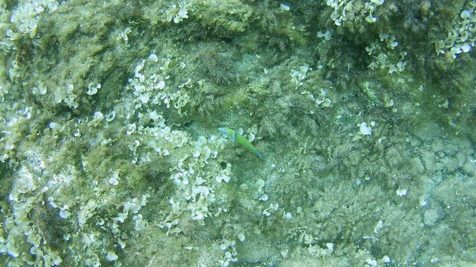 Cala Gonone: Snorkeling in the Orosei Gulf - Key Points