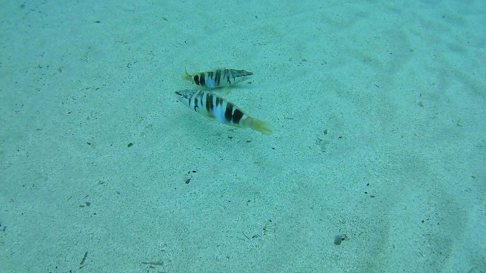 Cala Gonone: Snorkeling in the Orosei Gulf - Meeting Point Information