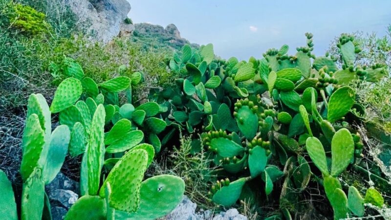 Cala Millor: Cavemen, Cave on a Mountain,Fun Game and Hike - Customer Feedback