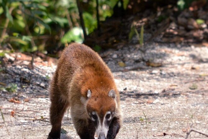 Calakmul Ancient Maya City Tour From Xpujil - The Value of This Tour