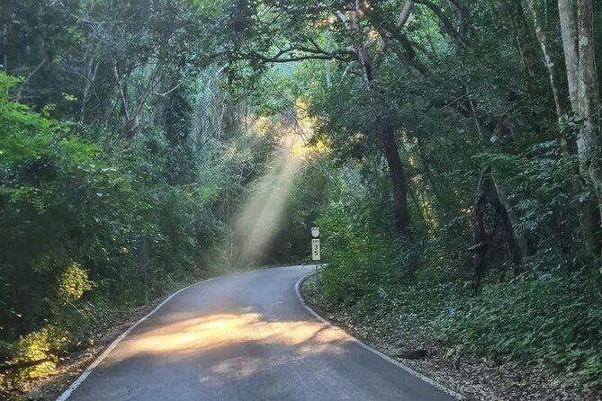 Calakmul and Bat Cave Tour from Bacalar - The Jungle Drive and Wildlife Encounters