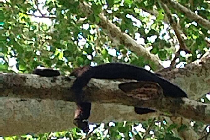 Calakmul and Bat Cave Tour from Bacalar - Practical Details: What You Need to Know