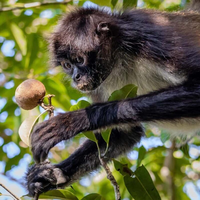 Calakmul Tour: Among Animals and Mayan History - Key Points