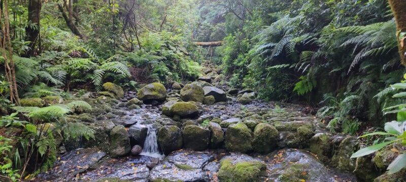 Caldeirão Verde: Queimadas PR9 Transfer and Self-Guided Hike - The Value of the Tour