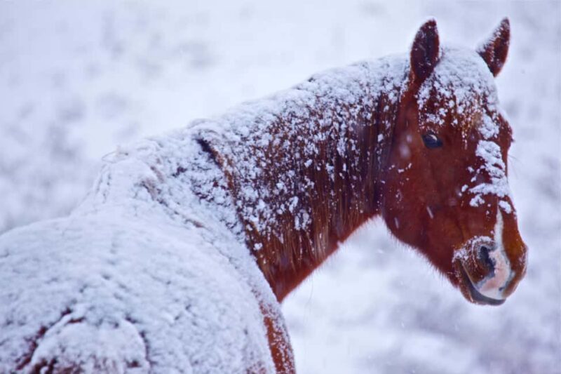 Calgary Alberta: Indigenous Culture and Medicine Wheel Tour - Key Points