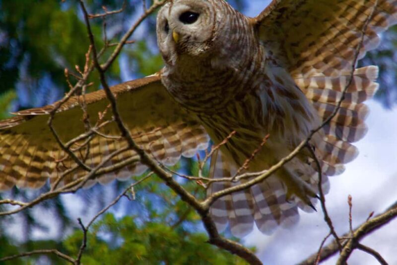 Calgary Alberta: Indigenous Culture and Medicine Wheel Tour - Who Will Get the Most Out of This Tour?