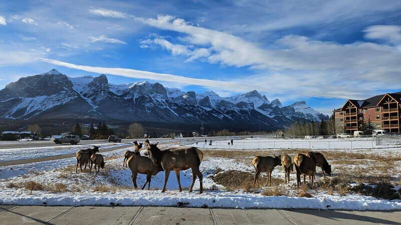 Calgary: Canmore, Banff, Lake Louise - Gondola Included - Who Might Want to Skip It?