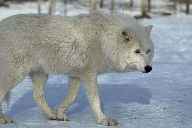 Calgary City Tour and Yamnuska Wolfdog Sanctuary Private Tour - The Sum Up