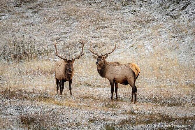 Calgary: Columbia Icefield Adventure, Skywalk and Peyto Lake Tour - A Detailed Look at the Tour